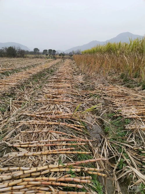 台州田里的甘蔗卖1元一根也没人要,40亩亏了18万